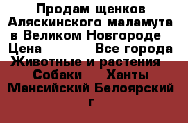 Продам щенков Аляскинского маламута в Великом Новгороде › Цена ­ 5 000 - Все города Животные и растения » Собаки   . Ханты-Мансийский,Белоярский г.